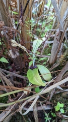 Liparis loeselii