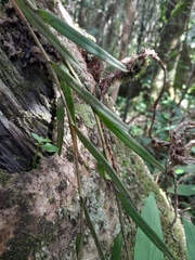 Angraecum melanostictum