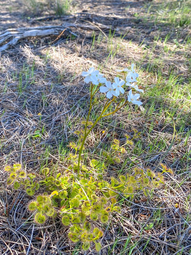 Drosera rupicola