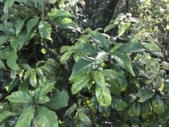 Lithocarpus