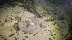 Trygonorrhina dumerilii