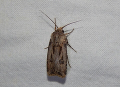 Agrotis spinifera