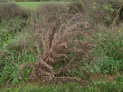 Cirsium vulgare