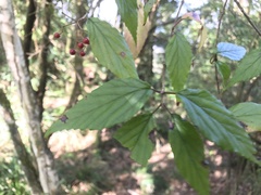 Viburnum luzonicum