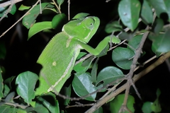 Chamaeleo dilepis