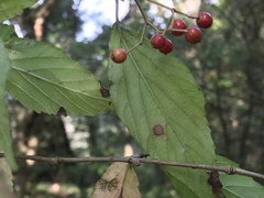 Viburnum luzonicum