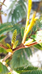 Acacia dealbata