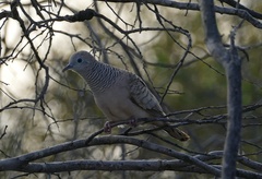 Geopelia placida