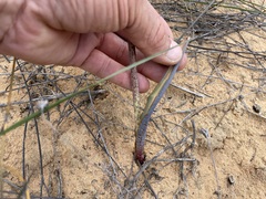 Lachenalia mutabilis