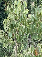 Celtis australis
