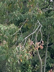 Celtis australis