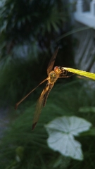 Rhyothemis phyllis