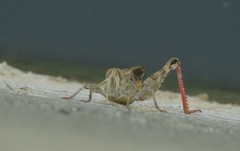 Calliptamus italicus