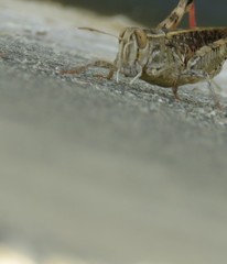 Calliptamus italicus