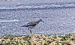 Tringa glareola