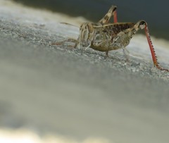 Calliptamus italicus
