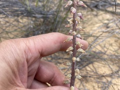 Lachenalia mutabilis