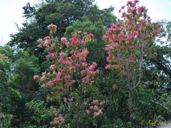 Triplaris americana