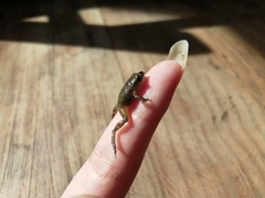 Eleutherodactylus nitidus