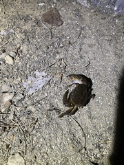 Longpotamon anyuanense