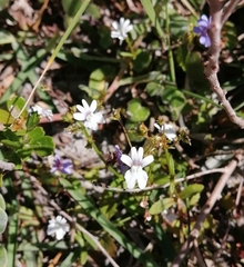Nemesia diffusa