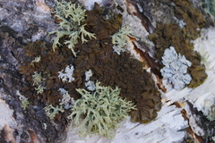 Melanohalea olivacea