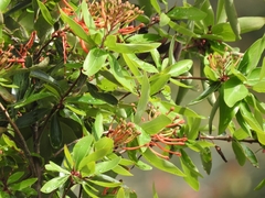 Embothrium coccineum