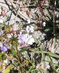 Nemesia diffusa