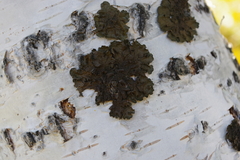 Melanohalea olivacea