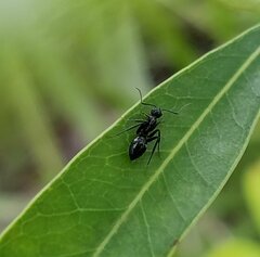 Camponotus sexguttatus