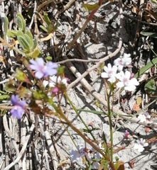 Nemesia diffusa