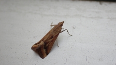 Achyra coelatalis