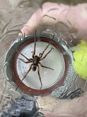 Lycosinae