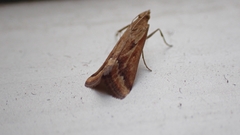Achyra coelatalis