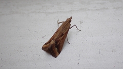 Achyra coelatalis