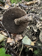 Strobilomyces strobilaceus