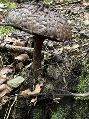 Strobilomyces strobilaceus