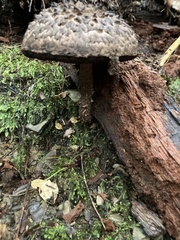Strobilomyces strobilaceus