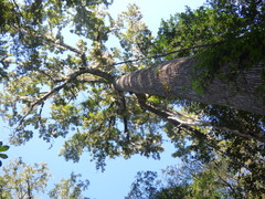 Liquidambar styraciflua