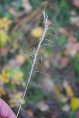 Elymus sibiricus