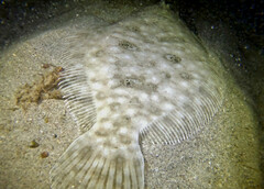 Pseudorhombus jenynsii