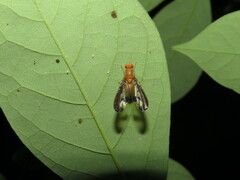 Toxonevra superba