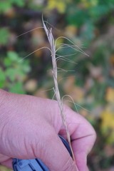Elymus sibiricus