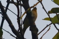 Pycnonotus finlaysoni eous