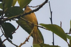 Pycnonotus finlaysoni eous