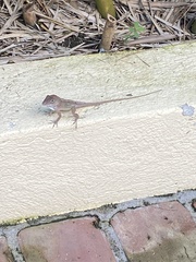 Anolis hispaniolae