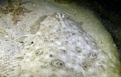 Pseudorhombus jenynsii