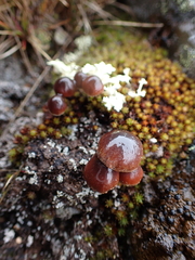Deconica