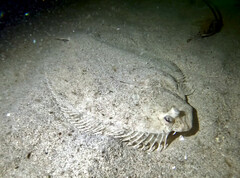 Pseudorhombus jenynsii