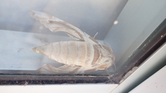 Daphnis nerii